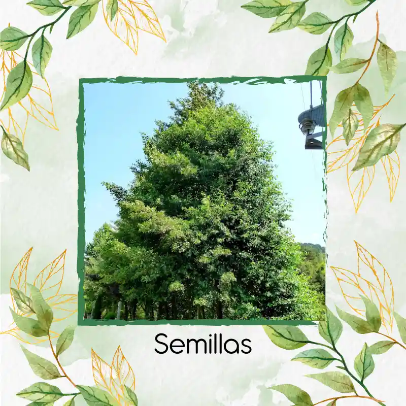 50 Semillas Orgánicas De Árbol Aliso