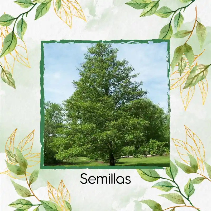 100 Semillas Orgánicas De Árbol Aliso