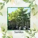 3 Semillas Orgánicas De Árbol Almendro