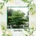 3 Semillas Orgánicas De Árbol Almendro