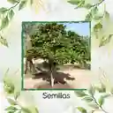 3 Semillas Orgánicas De Árbol Almendro
