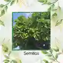 3 Semillas Orgánicas De Árbol Almendro