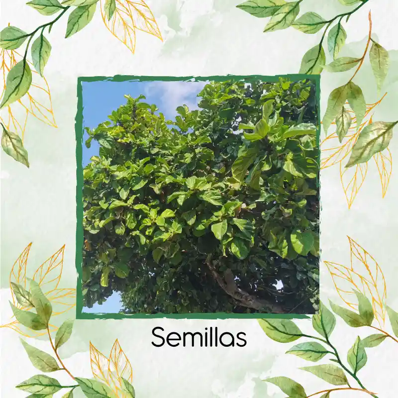 5 Semillas Orgánicas De Árbol Almendro