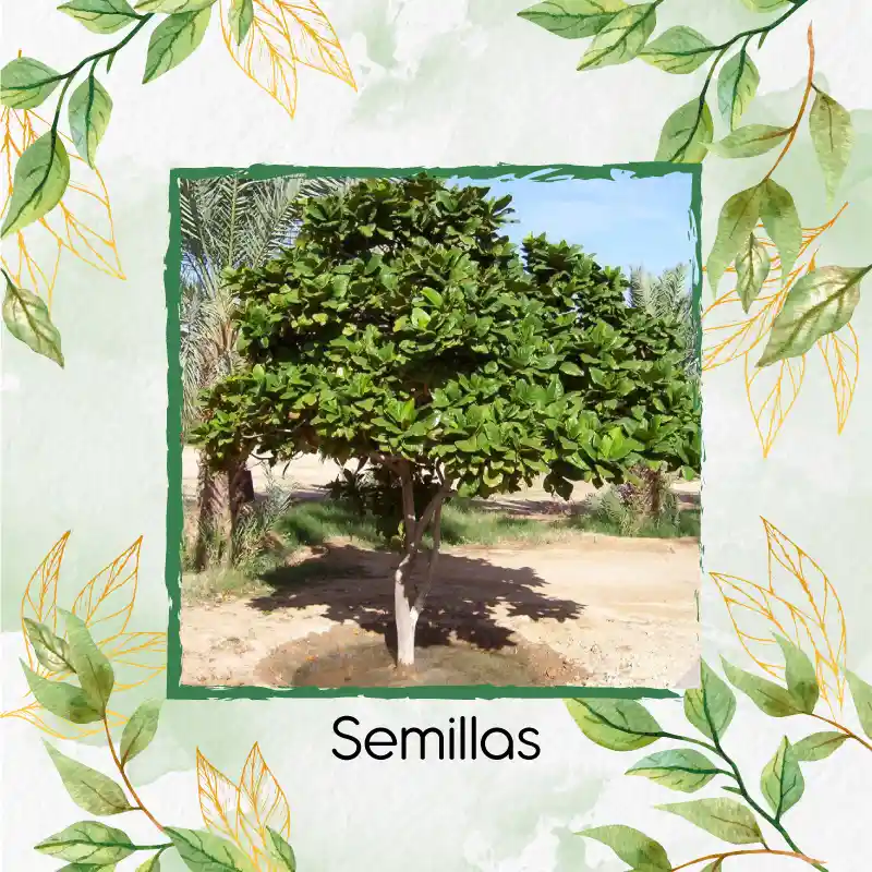 5 Semillas Orgánicas De Árbol Almendro