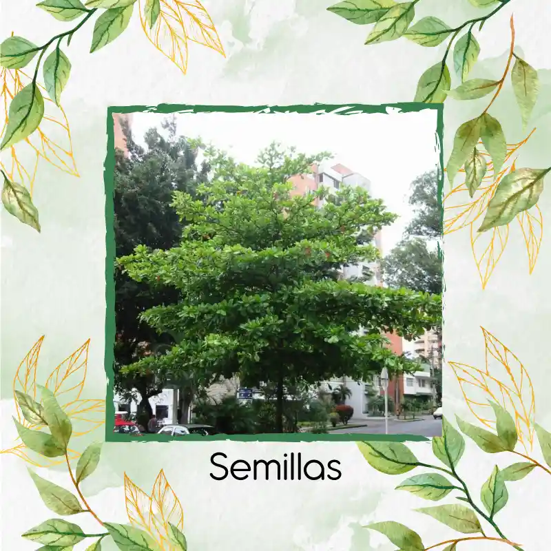 5 Semillas Orgánicas De Árbol Almendro