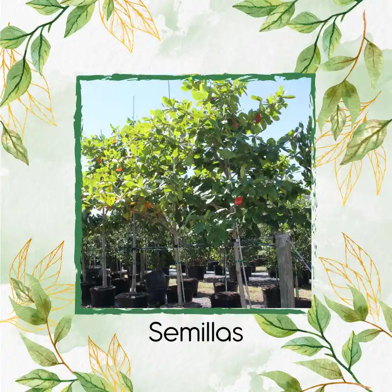 50 Semillas Orgánicas De Árbol Almendro