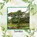 38 Semillas Orgánicas De Árbol Balso