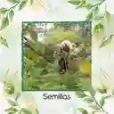 38 Semillas Orgánicas De Árbol Balso