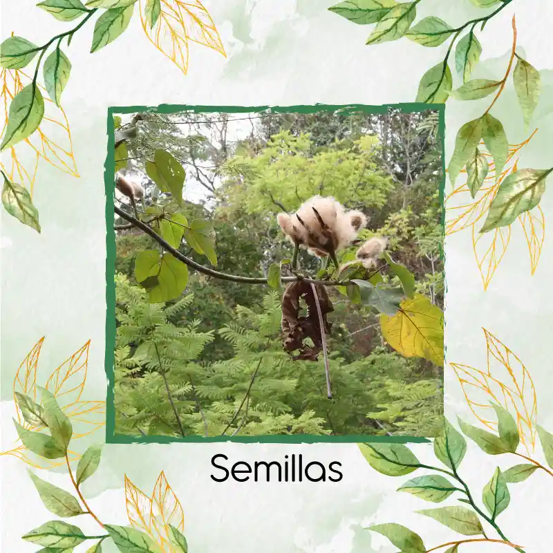 38 Semillas Orgánicas De Árbol Balso