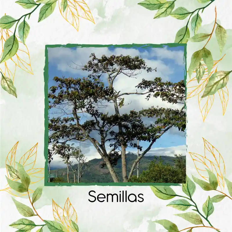 38 Semillas Orgánicas De Árbol Balso