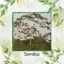 38 Semillas Orgánicas De Árbol Balso