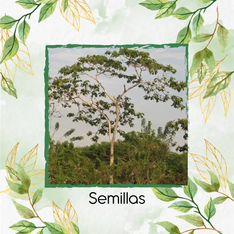 75 Semillas Orgánicas De Árbol Balso