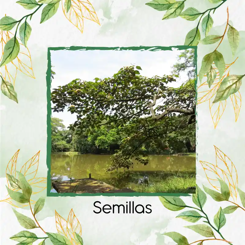 150 Semillas Orgánicas De Árbol Balso