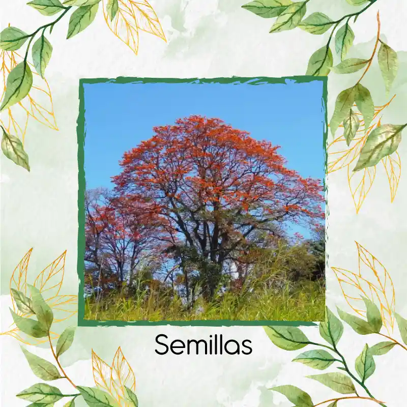 5 Semillas Orgánicas De Árbol Búcaro Cachimbo