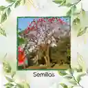100 Semillas Orgánicas De Árbol Búcaro Cachimbo