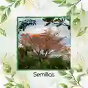 200 Semillas Orgánicas De Árbol Búcaro Cachimbo