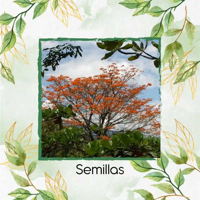 200 Semillas Orgánicas De Árbol Búcaro Cachimbo