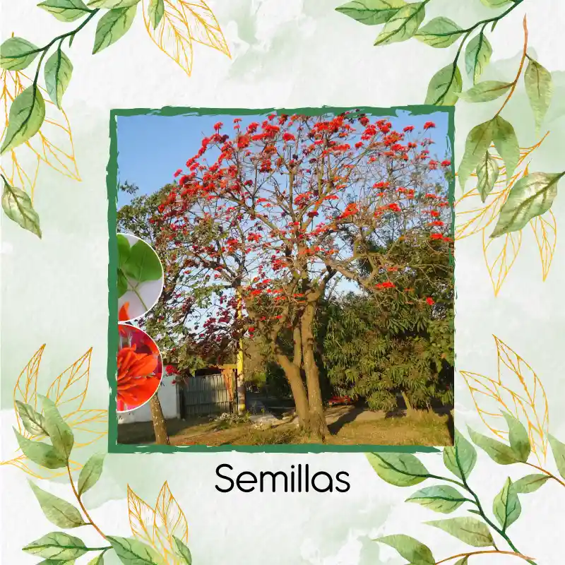 200 Semillas Orgánicas De Árbol Búcaro Cachimbo