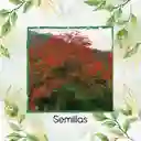 200 Semillas Orgánicas De Árbol Búcaro Cachimbo