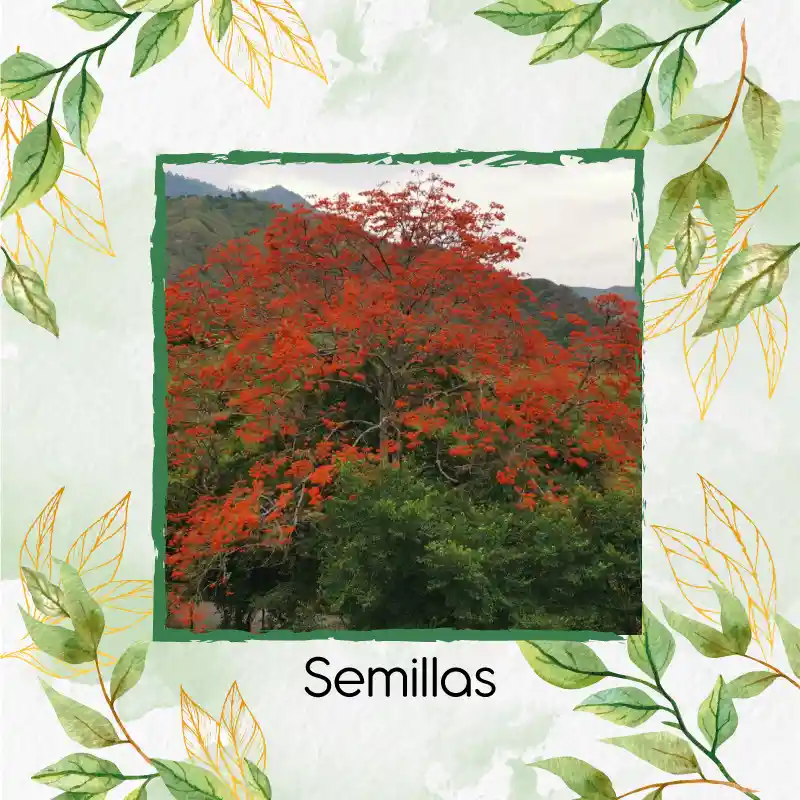 200 Semillas Orgánicas De Árbol Búcaro Cachimbo