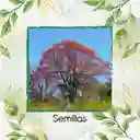 200 Semillas Orgánicas De Árbol Búcaro Cachimbo