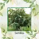 35 Semillas Orgánicas De Árbol Cajeto
