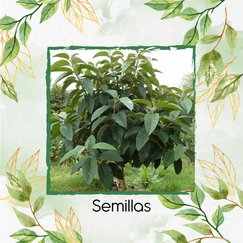 35 Semillas Orgánicas De Árbol Cajeto