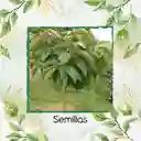 35 Semillas Orgánicas De Árbol Cajeto