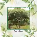 35 Semillas Orgánicas De Árbol Cajeto