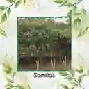 35 Semillas Orgánicas De Árbol Cajeto