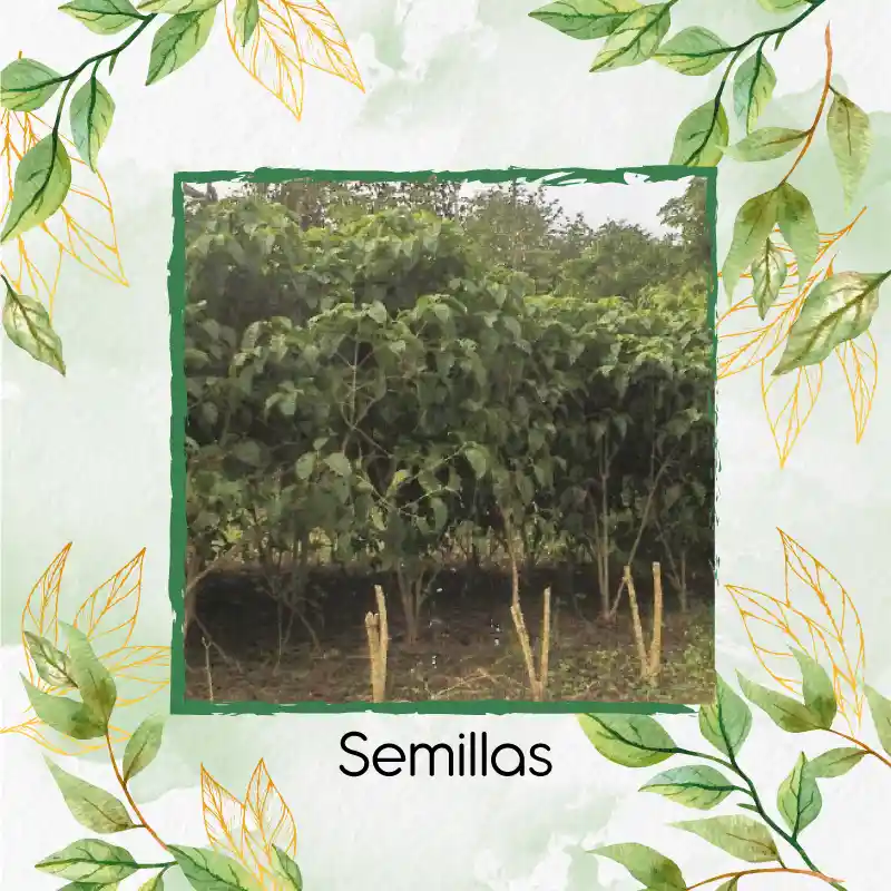 140 Semillas Orgánicas De Árbol Cajeto