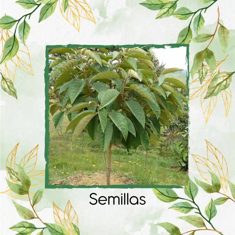 1.400 Semillas Orgánicas De Árbol Cajeto