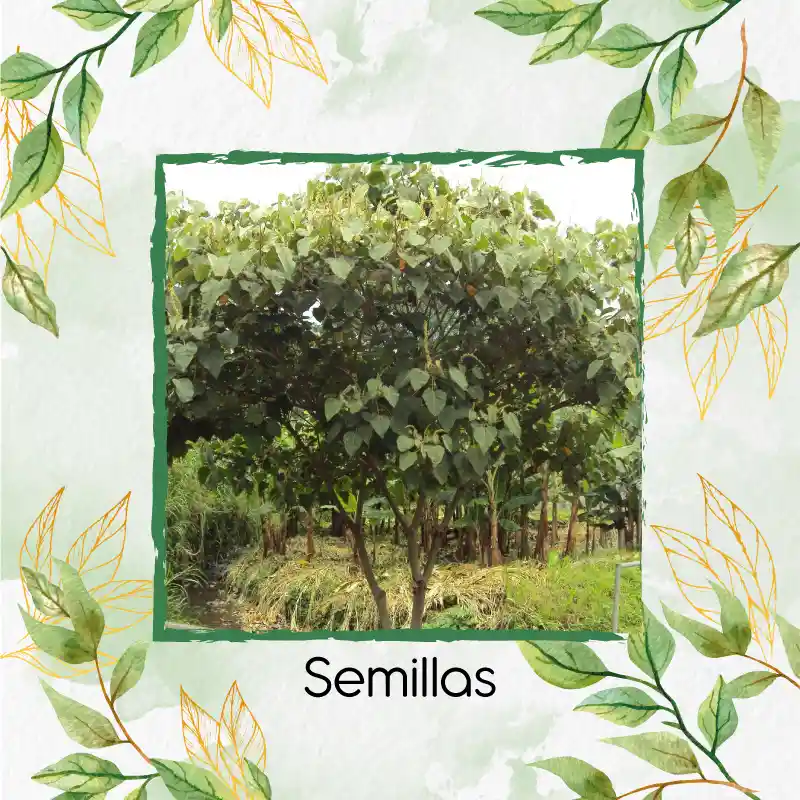 1.400 Semillas Orgánicas De Árbol Cajeto