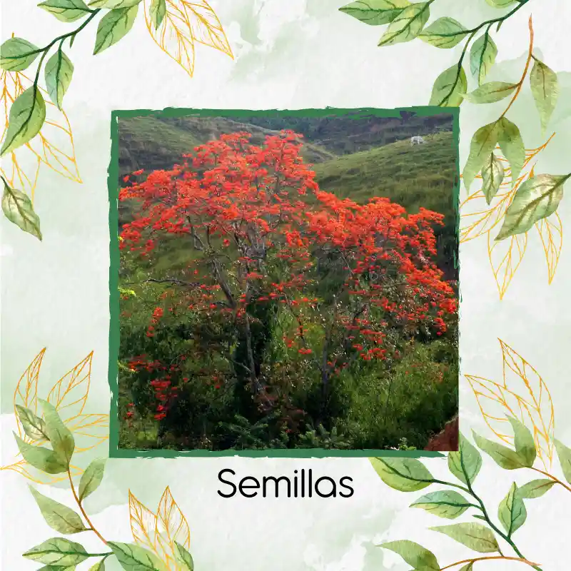 30 Semillas Orgánicas De Árbol Cámbulo