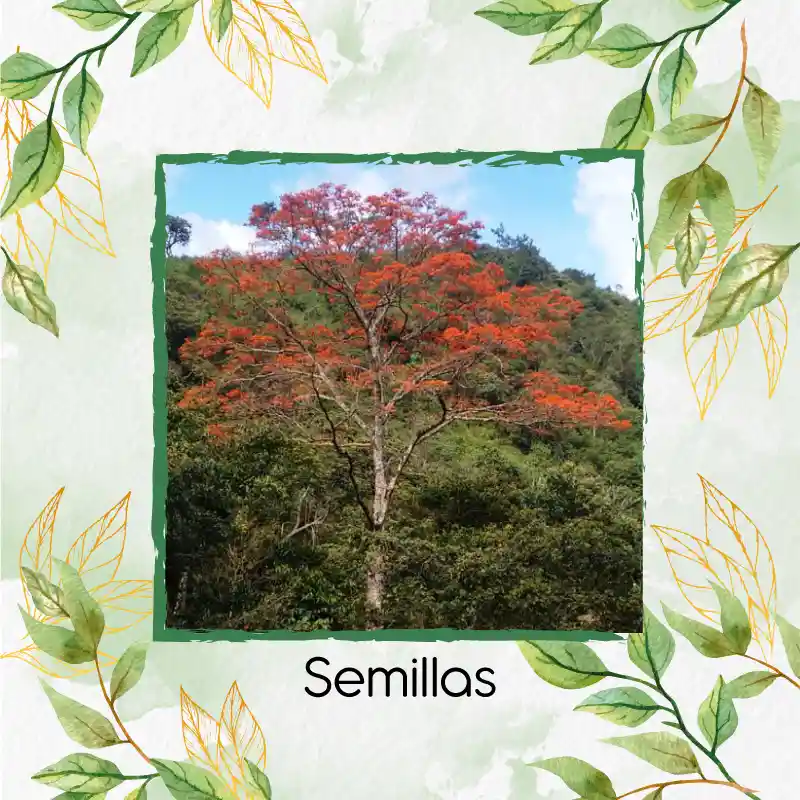 30 Semillas Orgánicas De Árbol Cámbulo