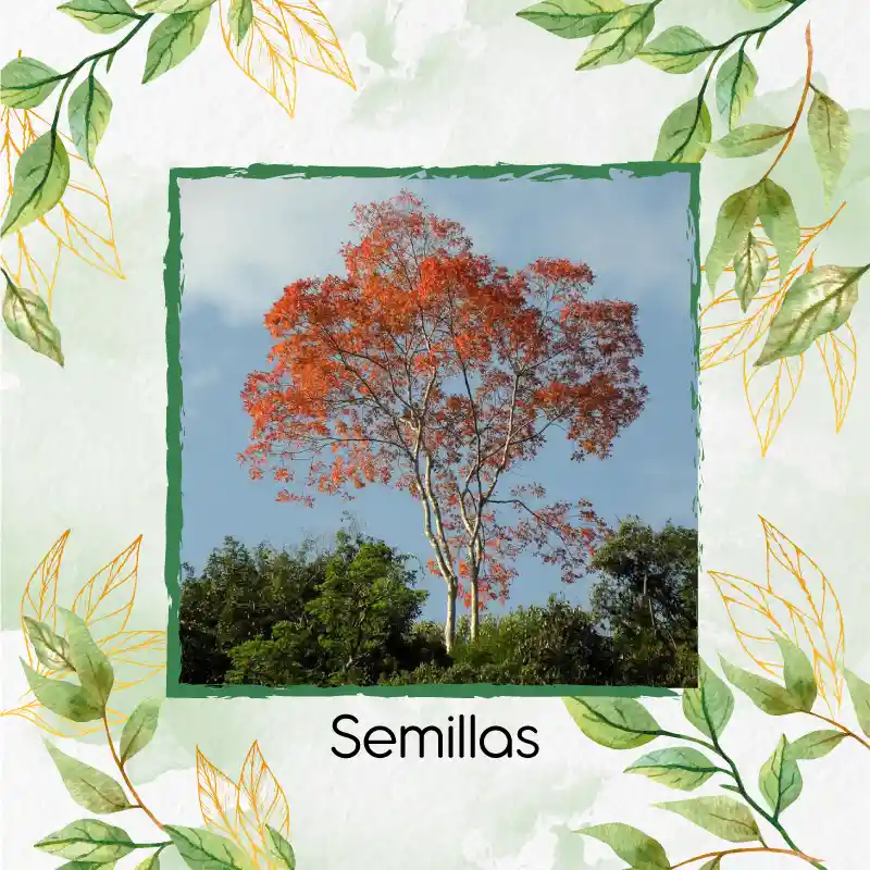 30 Semillas Orgánicas De Árbol Cámbulo