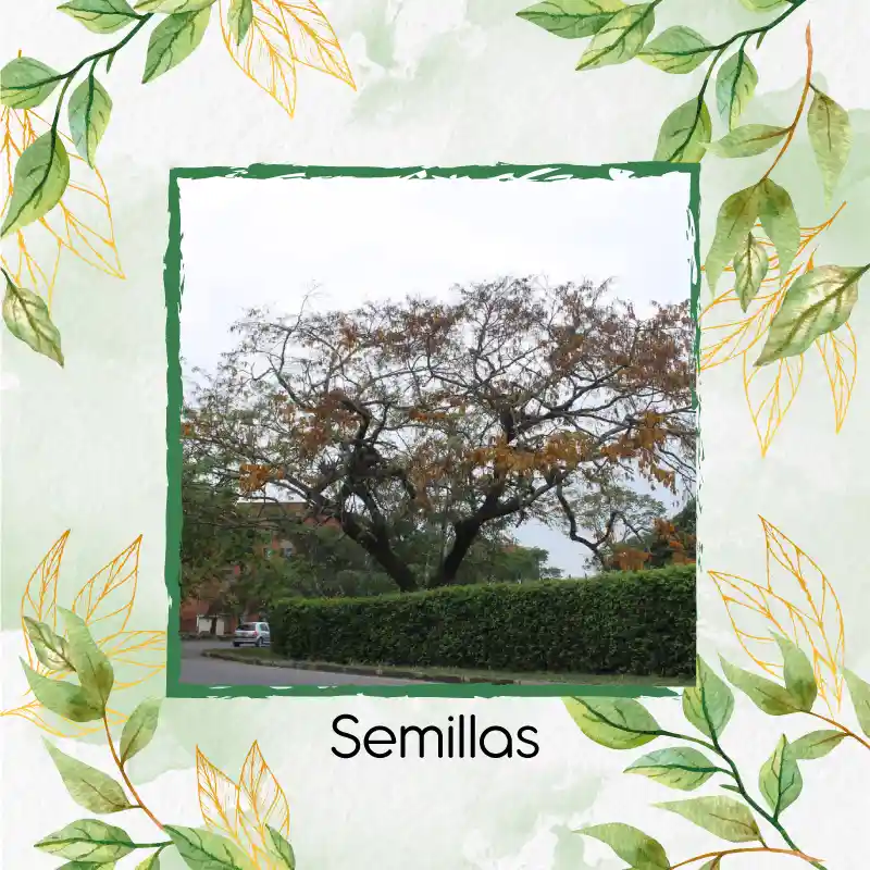 16 Semillas Orgánicas De Árbol Cañafistol - Llanero