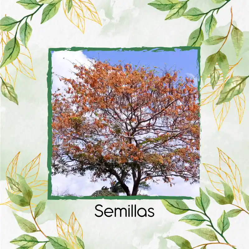 64 Semillas Orgánicas De Árbol Cañafistol - Llanero