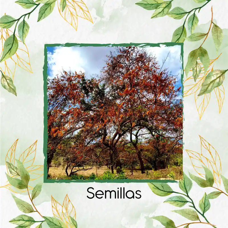 64 Semillas Orgánicas De Árbol Cañafistol - Llanero