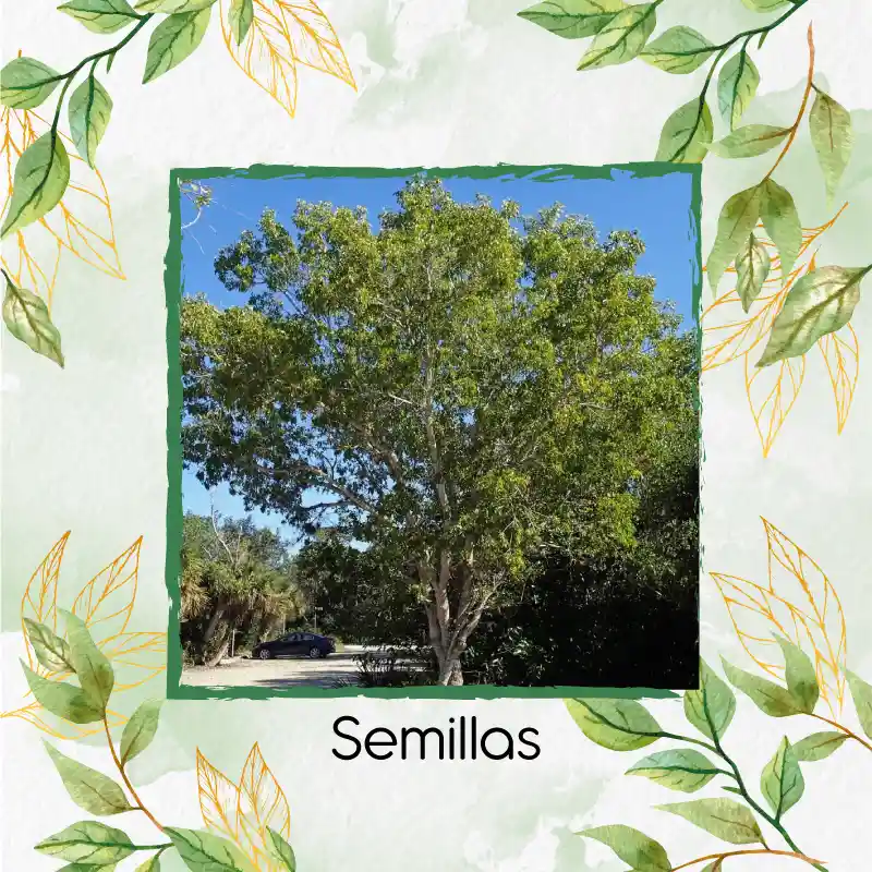 3 Semillas Orgánicas De Árbol Caoba