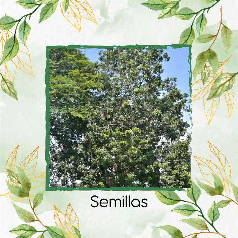 3 Semillas Orgánicas De Árbol Caoba