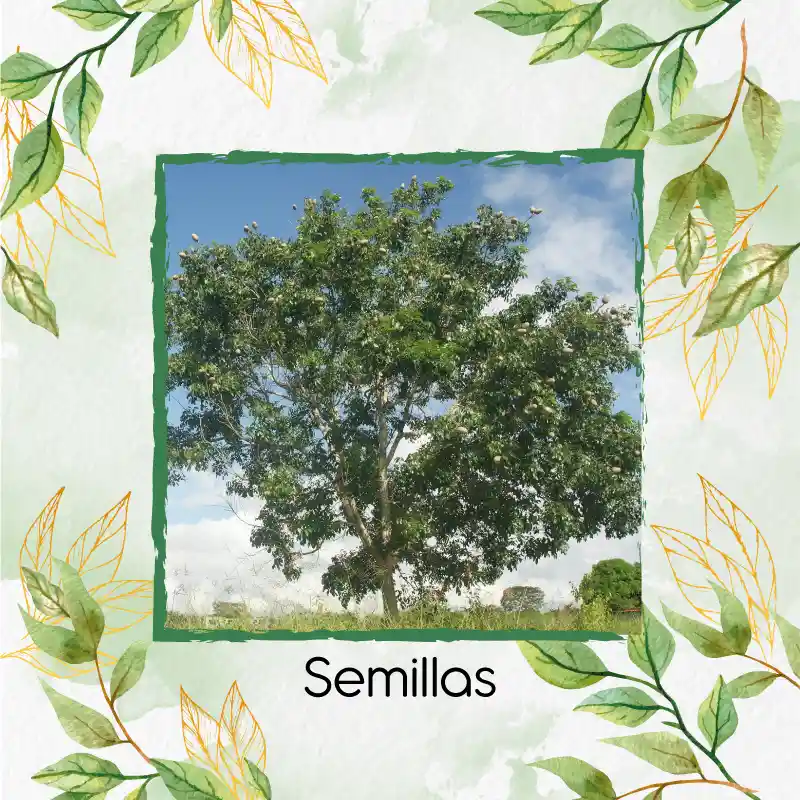 20 Semillas Orgánicas De Árbol Caoba