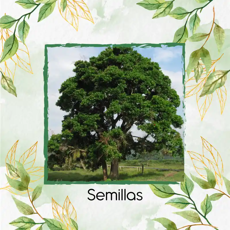 3 Semillas Orgánicas De Árbol Caracolí