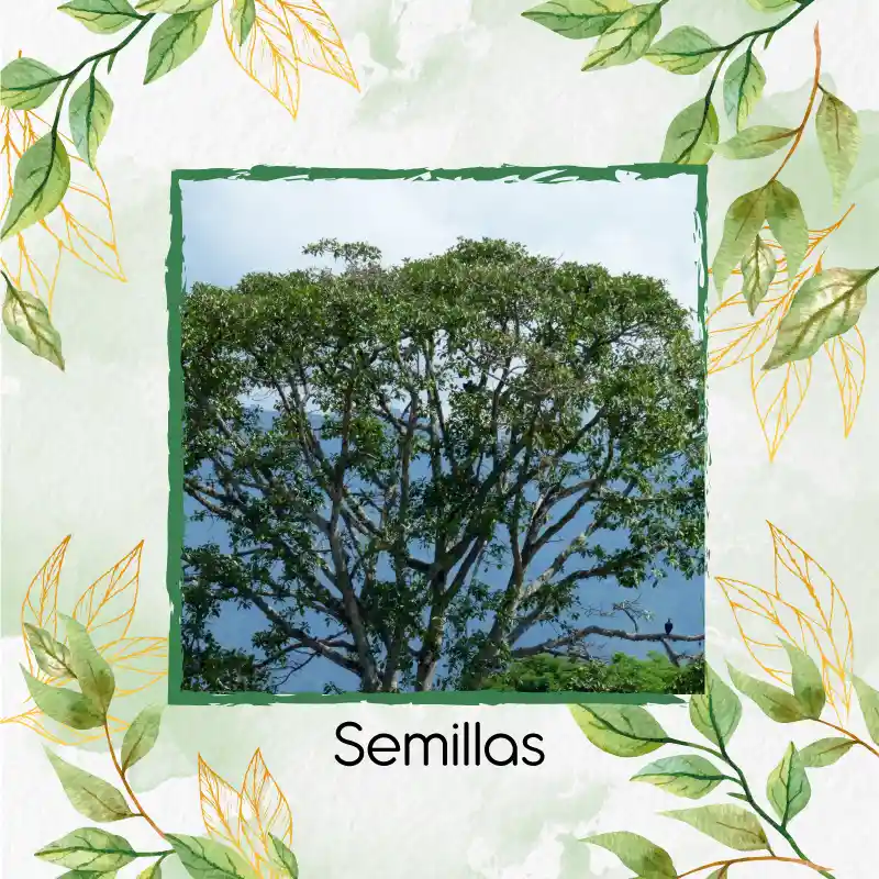 3 Semillas Orgánicas De Árbol Caracolí