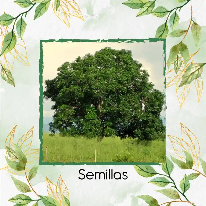 3 Semillas Orgánicas De Árbol Caracolí