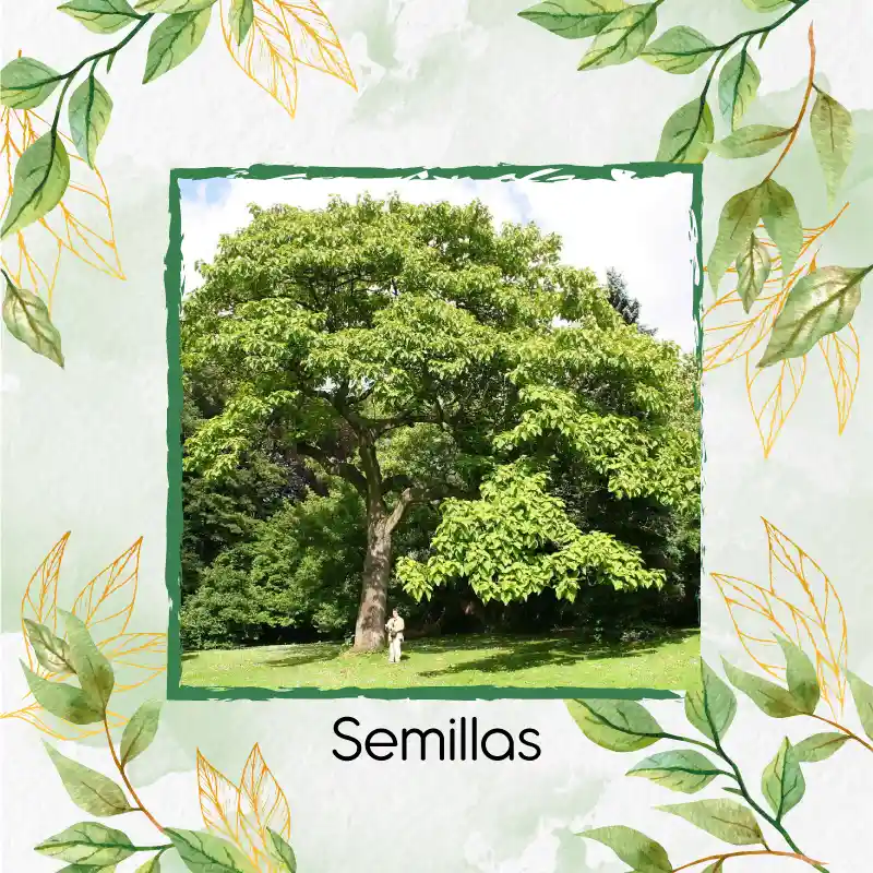 6 Semillas Orgánicas De Árbol Caracolí