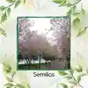 800 Semillas Orgánicas De Árbol Casco De Vaca