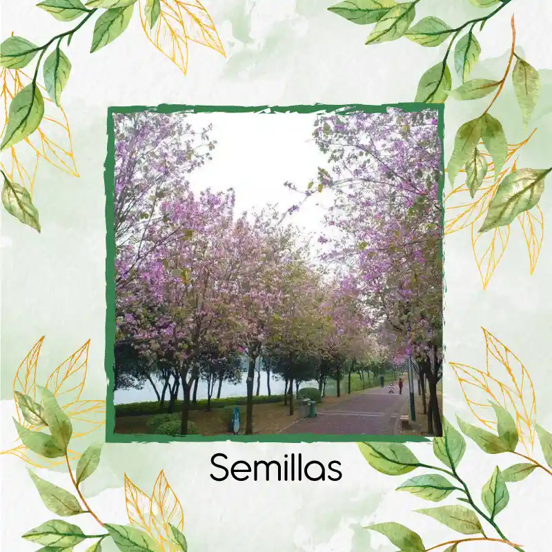 800 Semillas Orgánicas De Árbol Casco De Vaca