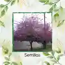 800 Semillas Orgánicas De Árbol Casco De Vaca
