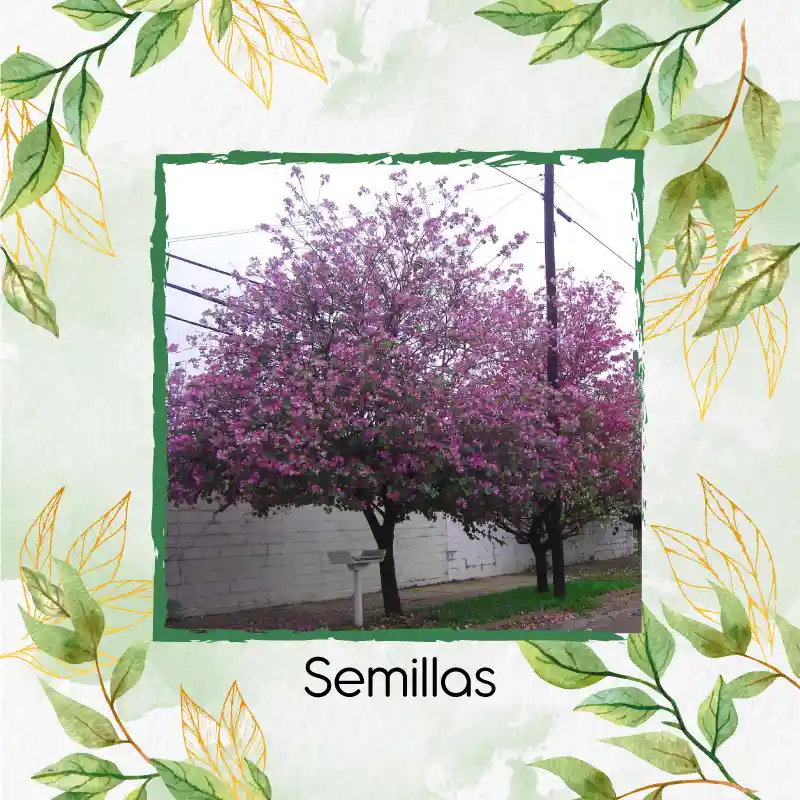 800 Semillas Orgánicas De Árbol Casco De Vaca